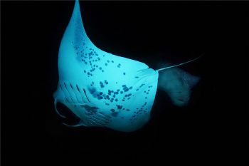 Mantas somersaulting at night. Kona HI taken with D-100 by Andy Lerner 